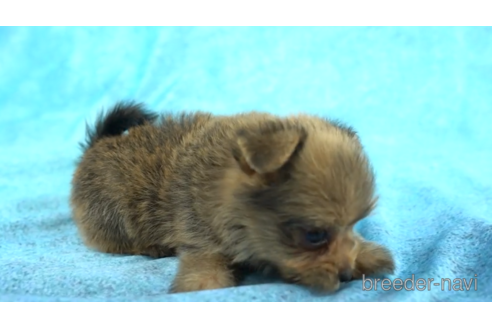 成約済の千葉県のミックス犬-157941の2枚目